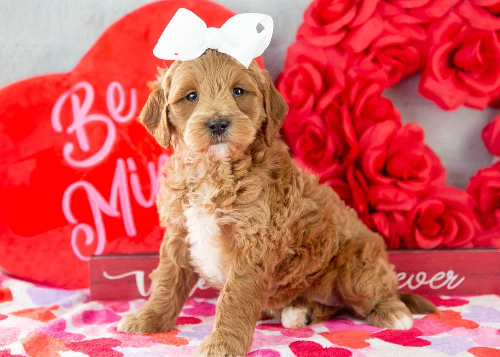 Melody goldendoodle for sale(3).jpg