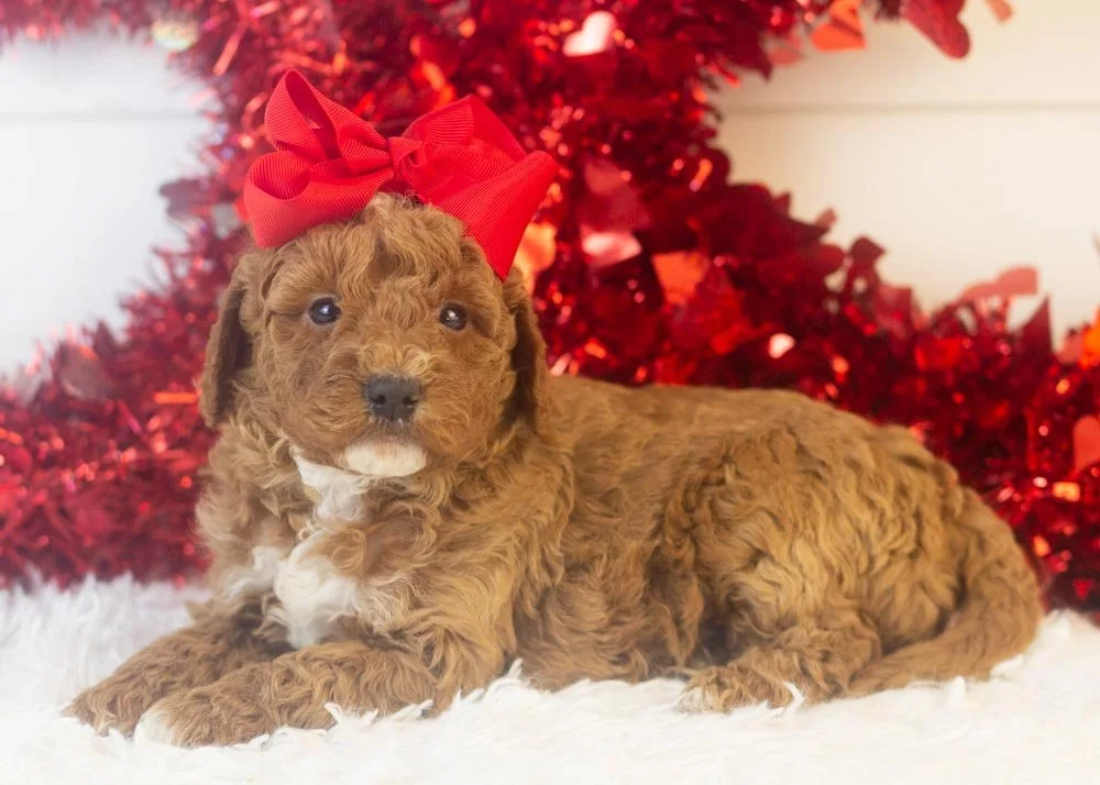 Carly goldendoodle for sale(2).jpg