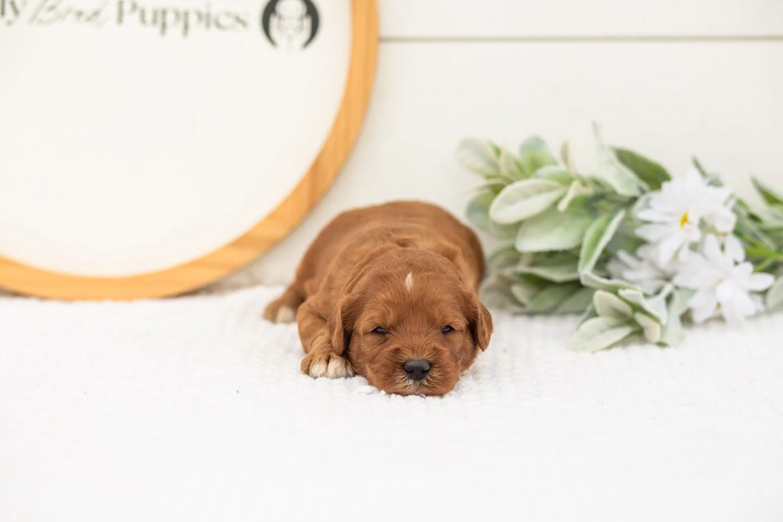 Clarity goldendoodle for sale.jpg