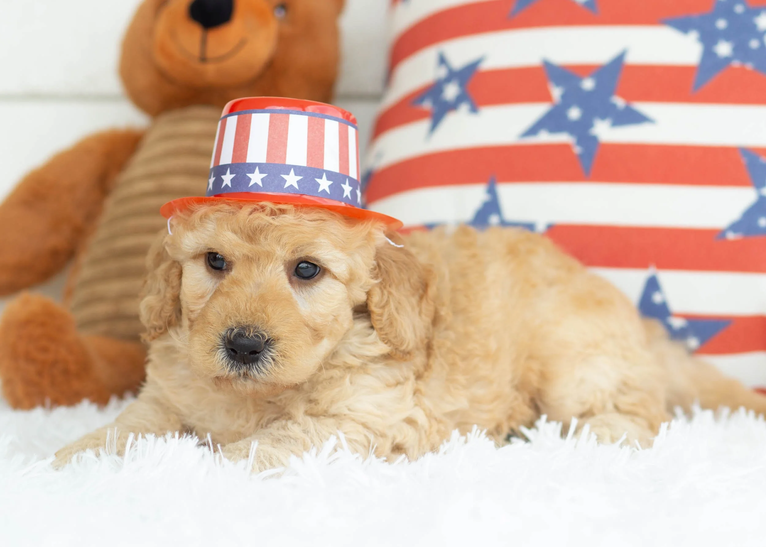 Frito Goldendoodle For Sale(3).jpg