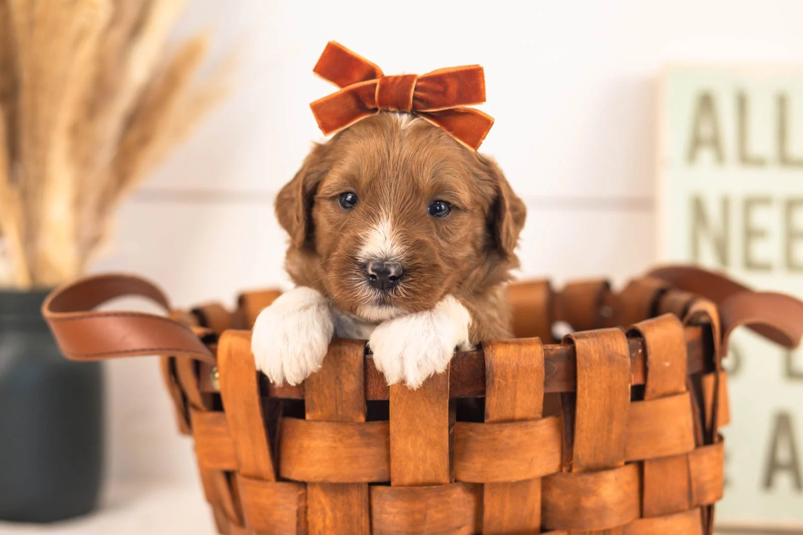 Astros goldendoodle for sale.jpg