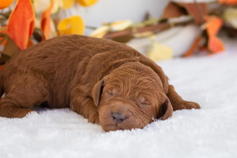 Titan goldendoodle for sale.jpg