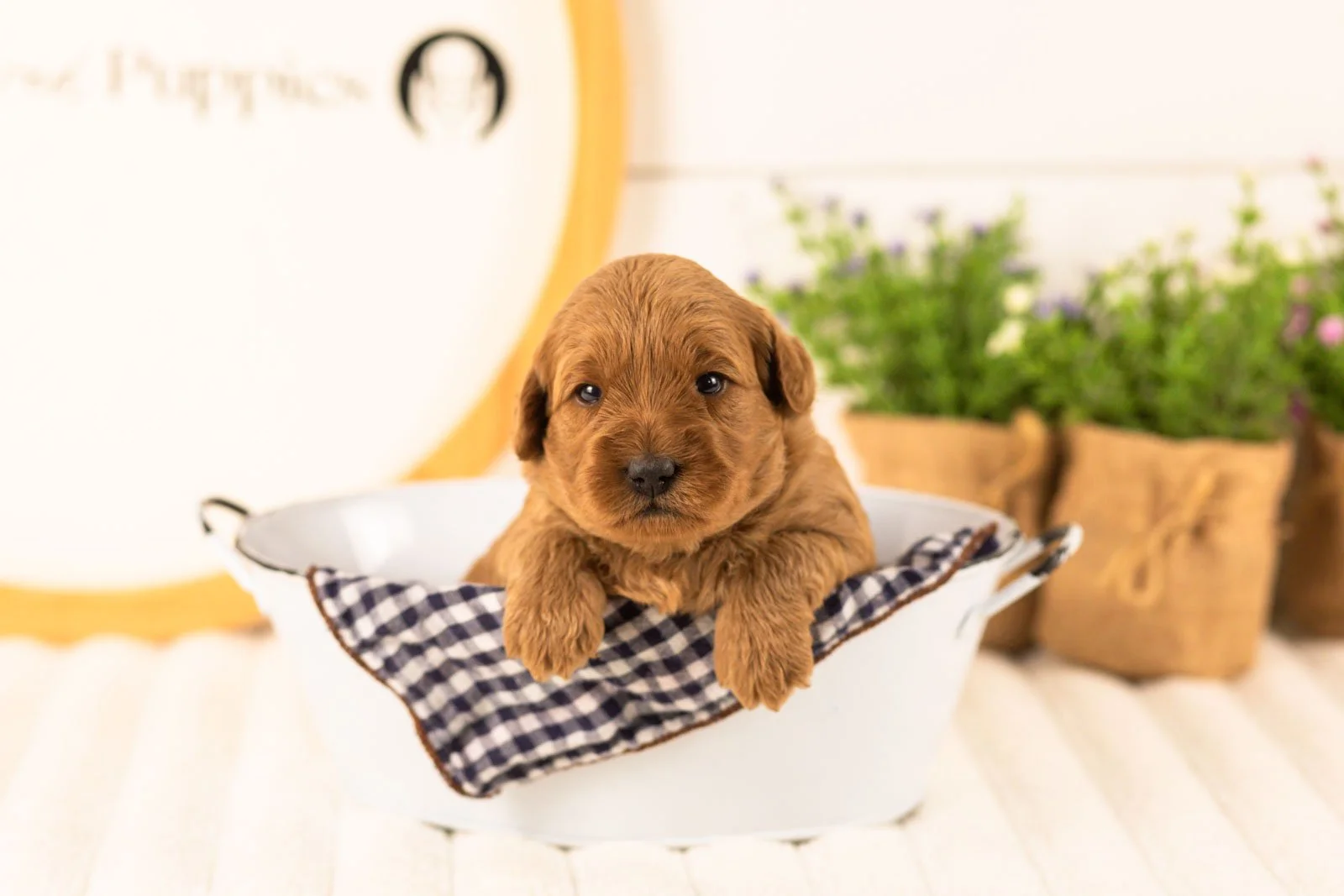 Isabelle goldendoodle for sale(2).jpg