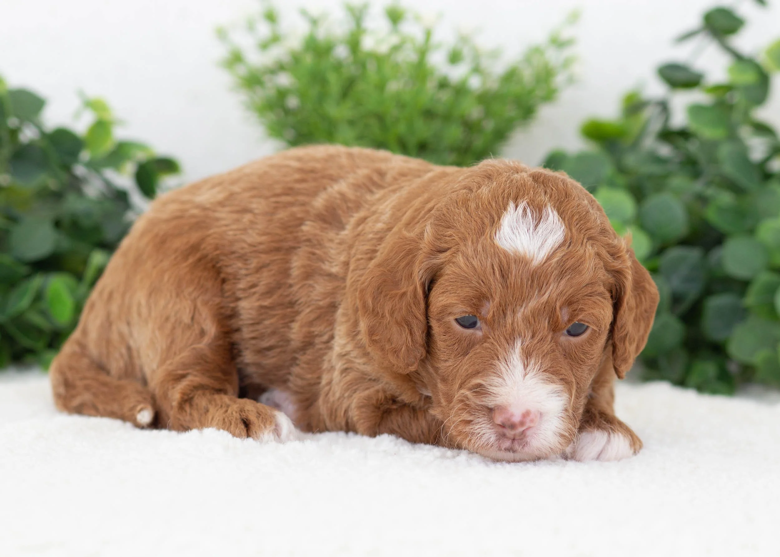 Oscar Goldendoodle For Sale(2).jpg