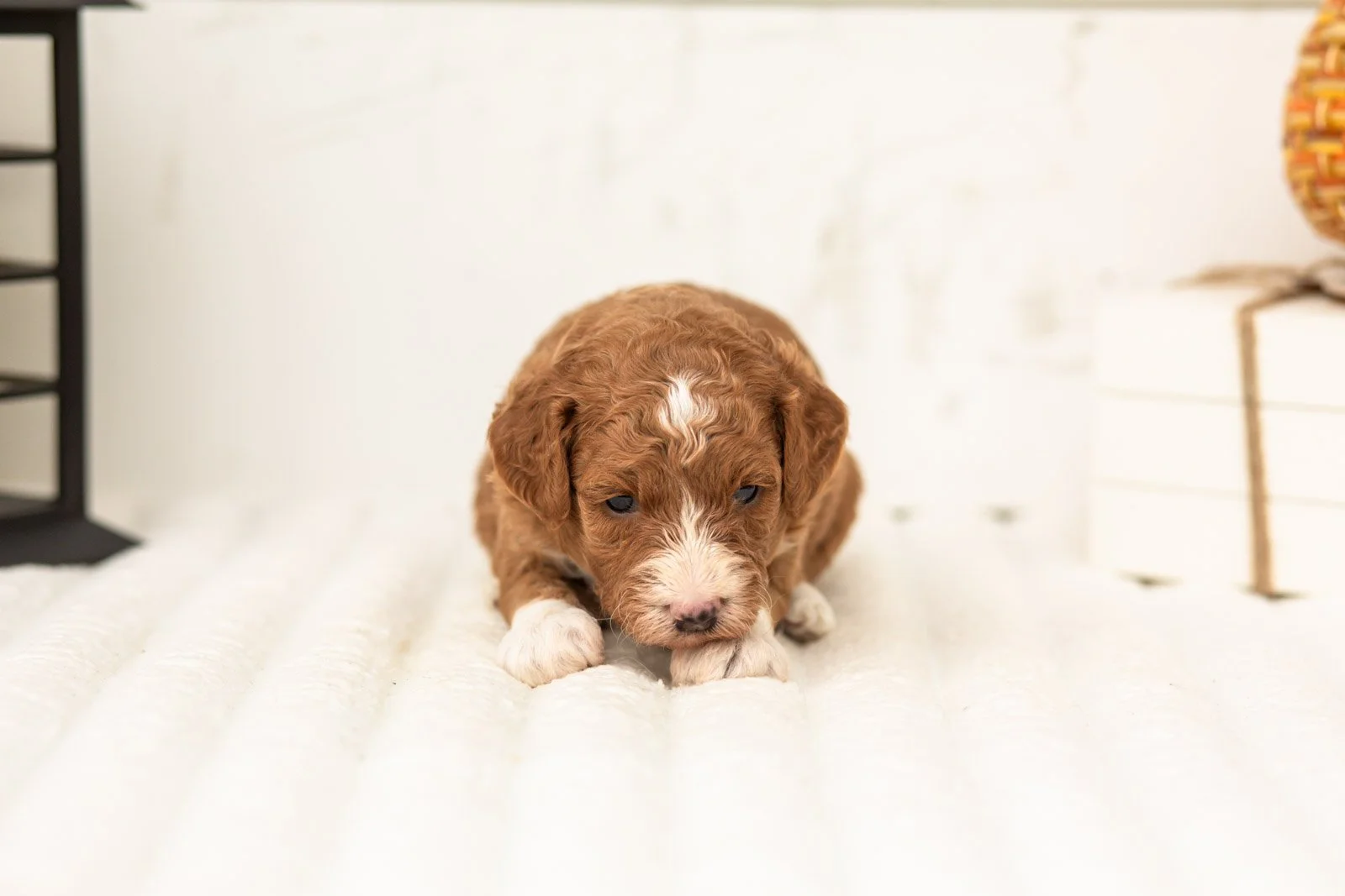 Sophia goldendoodle for sale 3.jpg