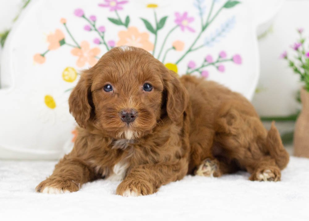 blue goldendoodle for sale(3).jpg