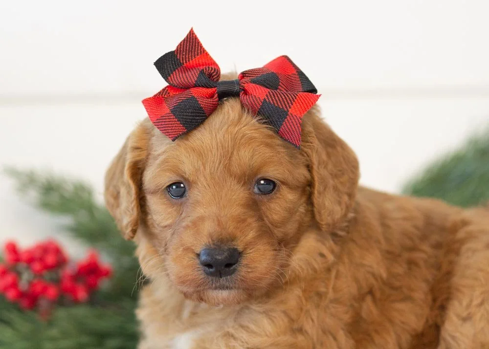 Peanut goldendoodle for sale(2).jpg