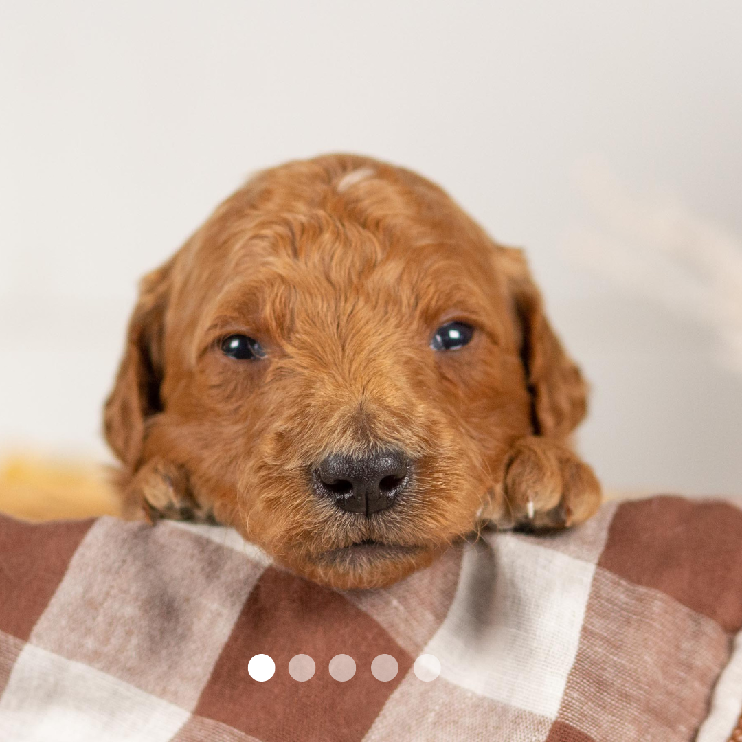 Copy of FBP Design.png