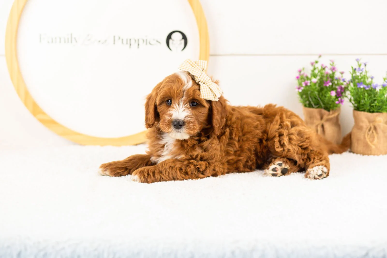 Queen goldendoodle for sale.jpg