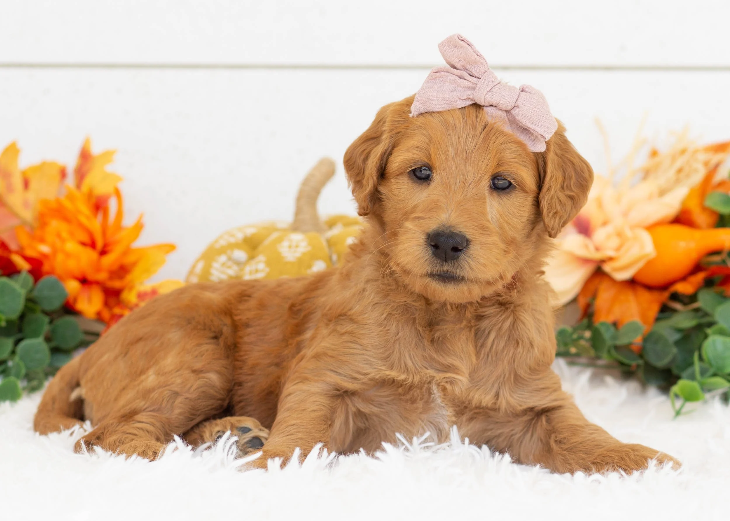 Wilma goldendoodle for sale(2).jpg