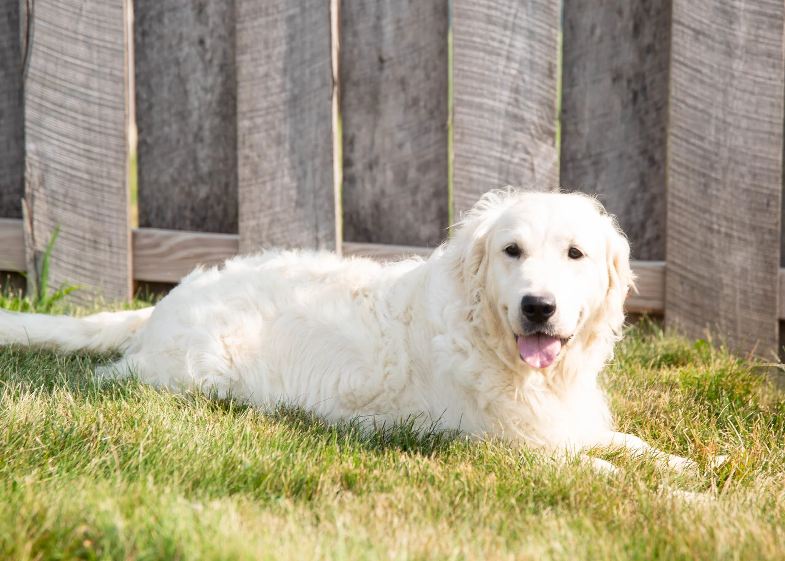 mom golden retriever