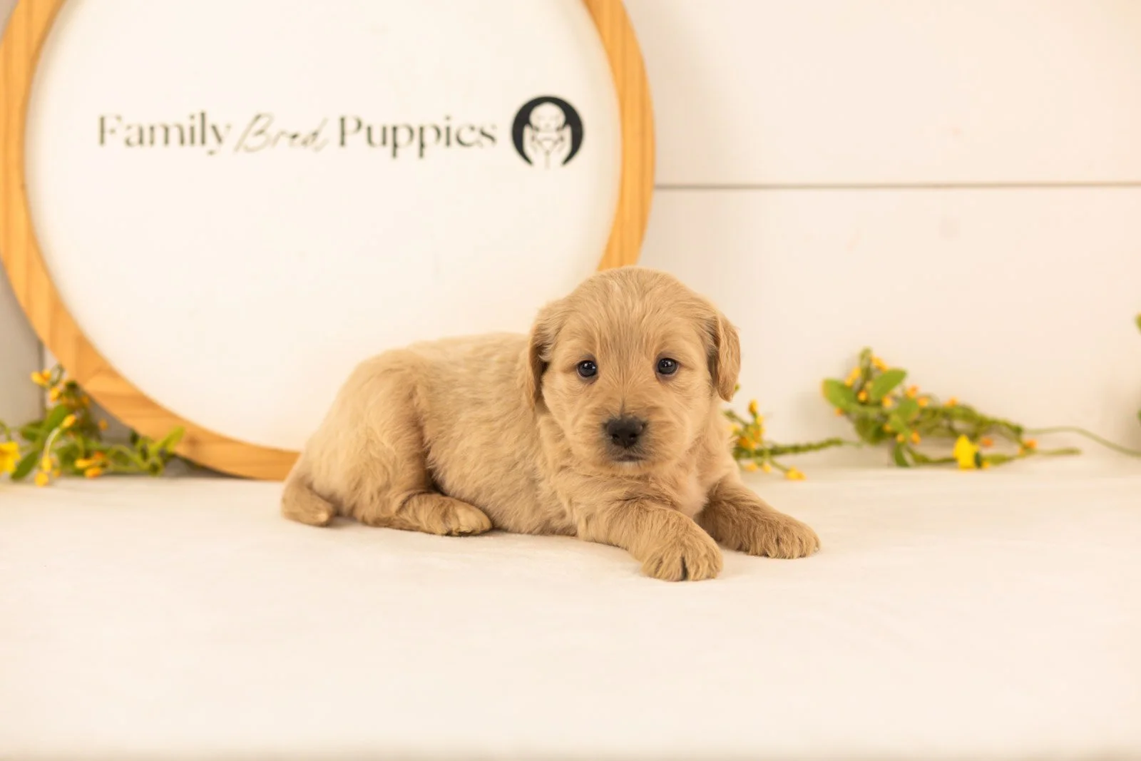 Nugget goldendoodle for sale(1).jpg
