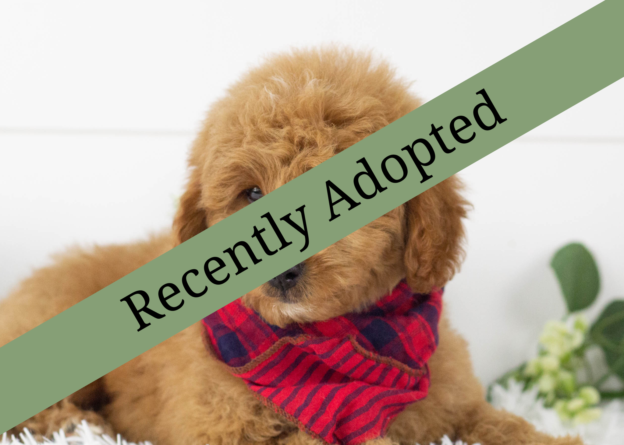 goldendoodle for sale