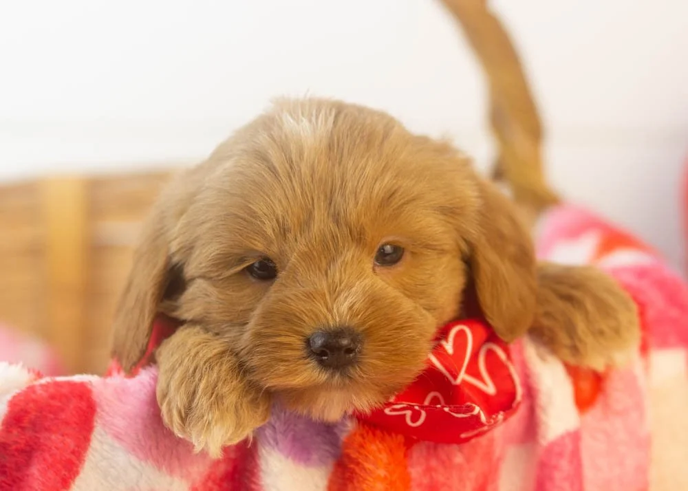 will goldendoodle for sale(1).jpg