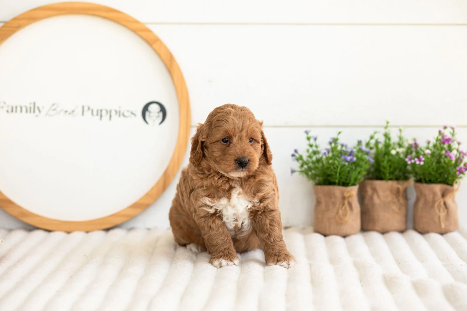 Ron goldendoodle for sale(2).jpg