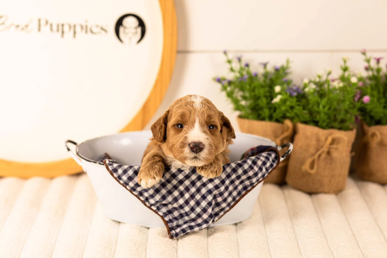 Larisa goldendoodle for sale(3).jpg