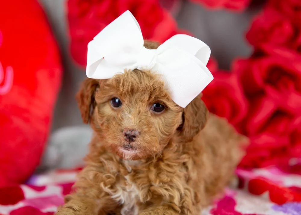 Peach goldendoodle for sale(2).jpg