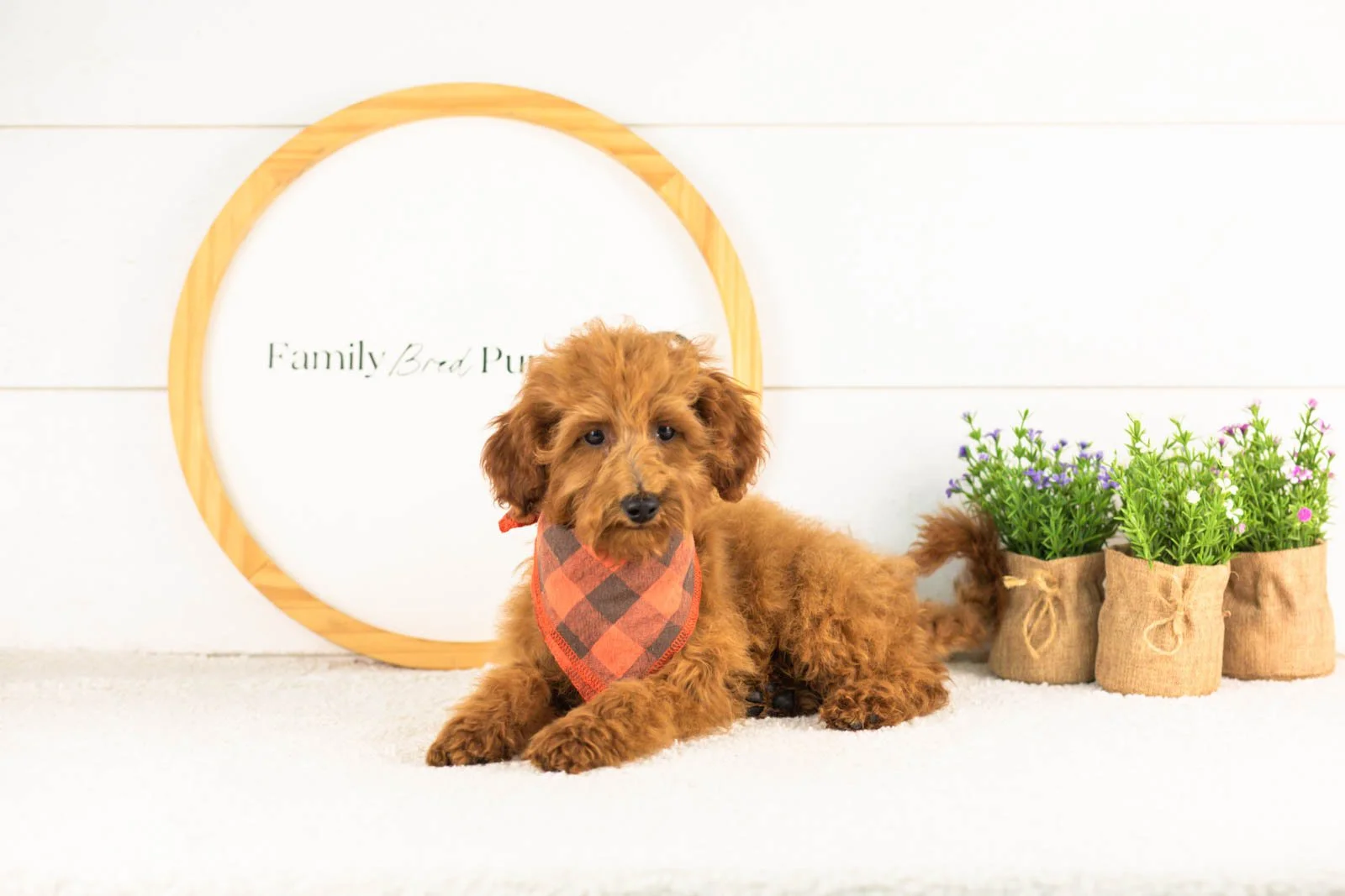 Russell goldendoodle for adoption.jpg
