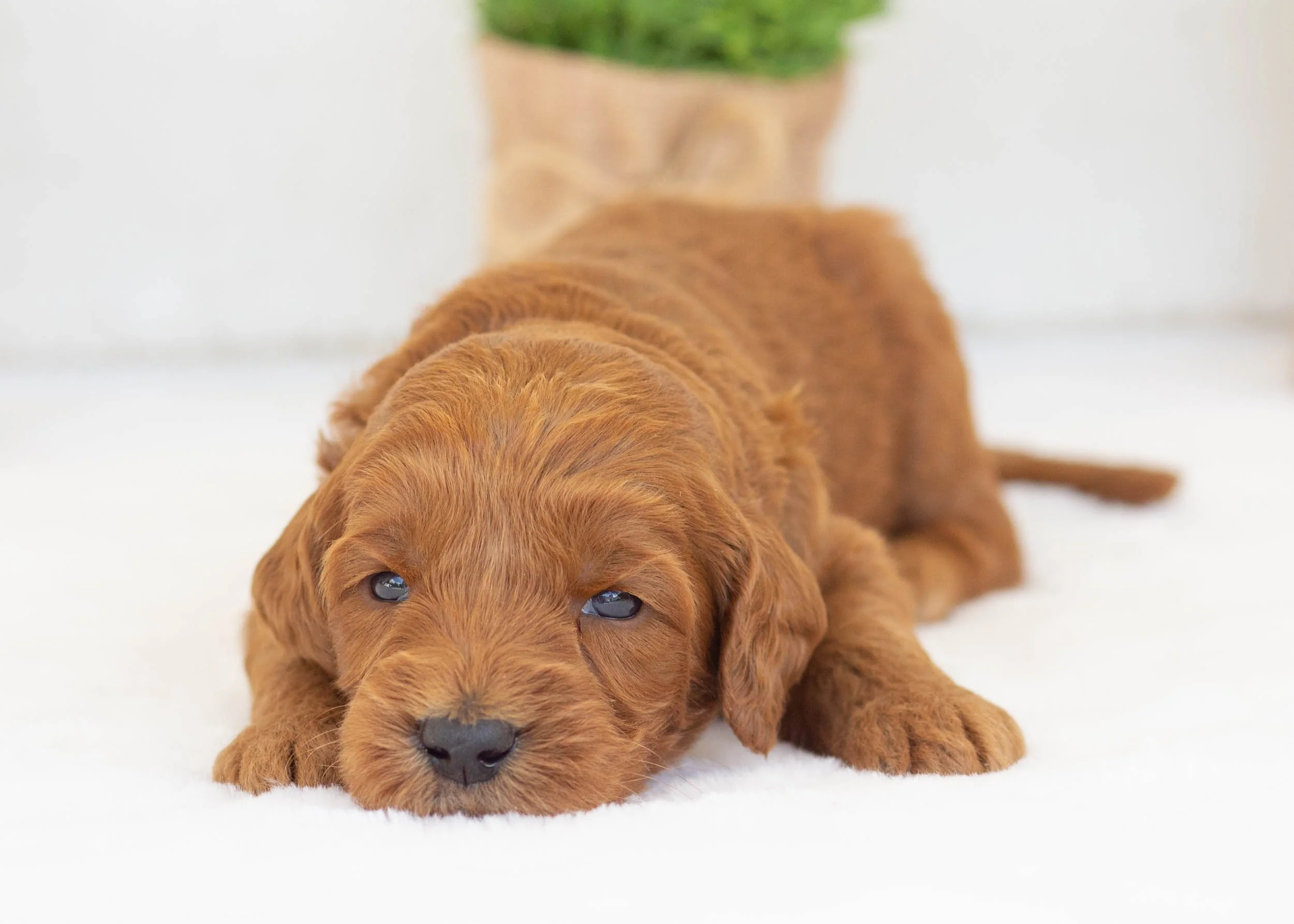 Augusta goldendoodle for sale.jpg