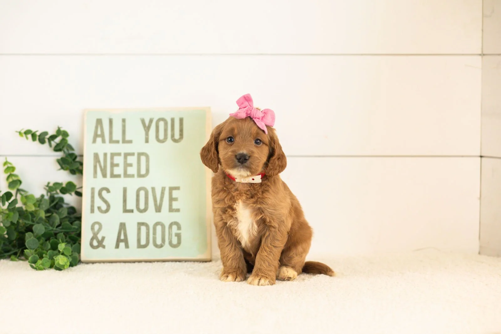 Ember goldendoodle for sale(1).jpg