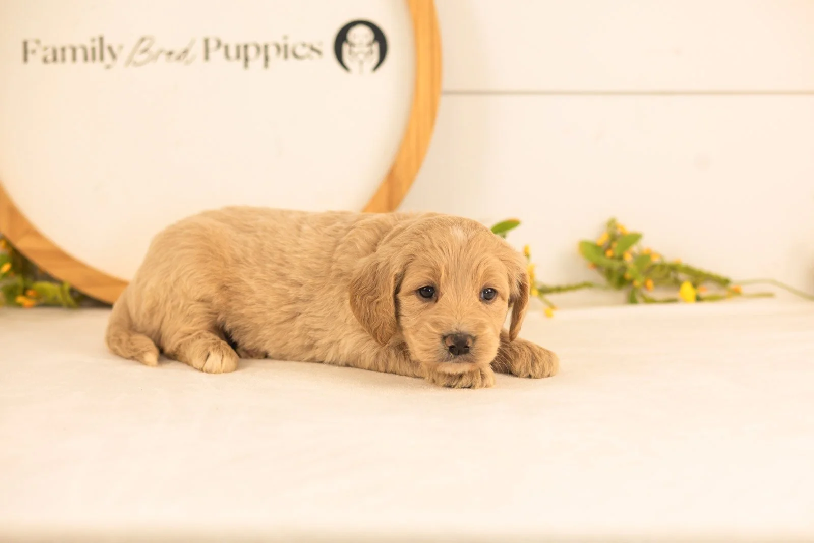 Donna goldendoodle for sale.jpg