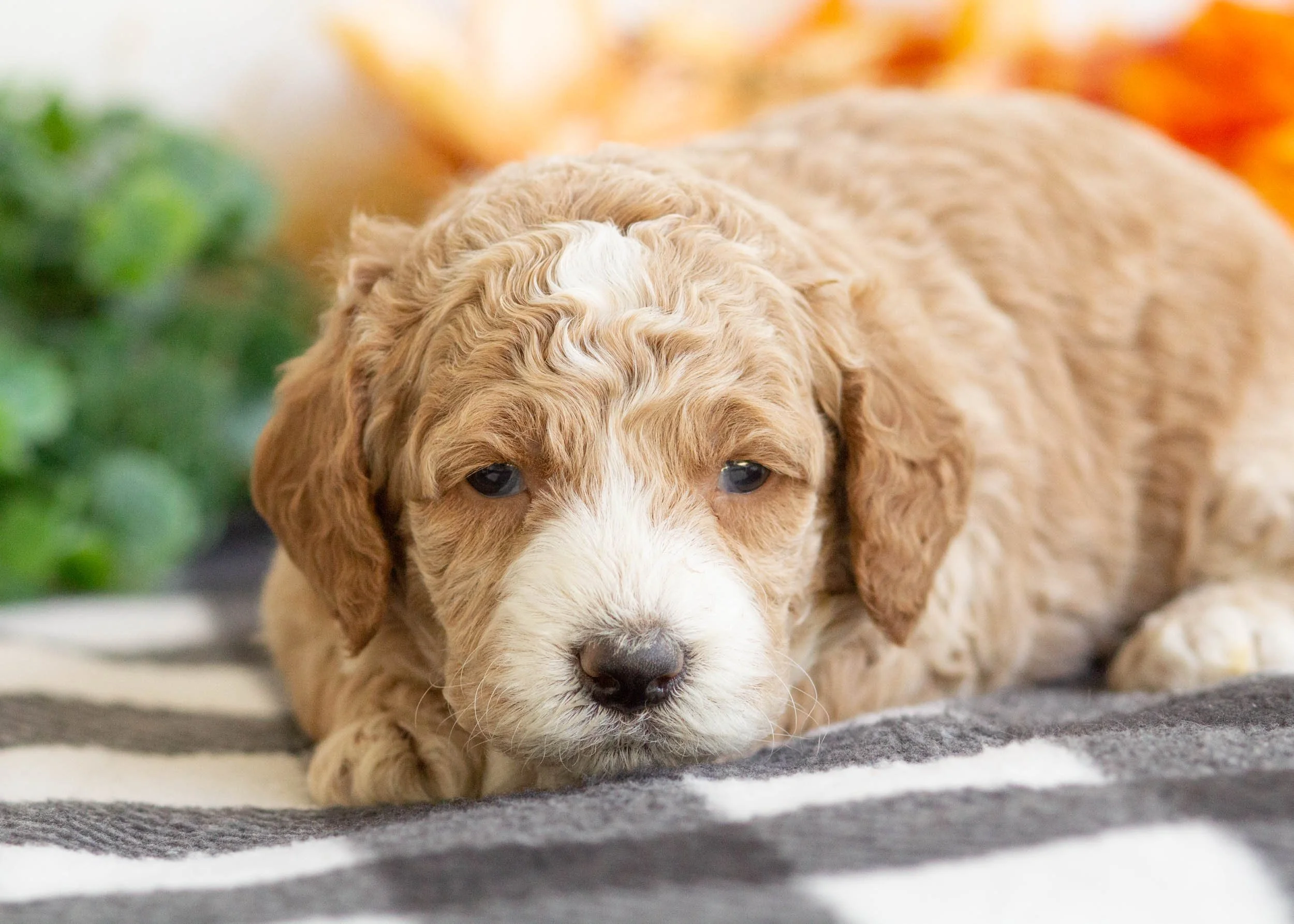 Bambi goldendoodle for sale(2).jpg