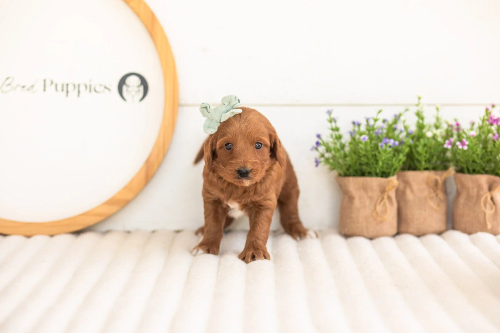Summer goldendoodle for sale(1).jpg