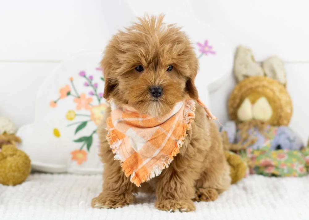 goldendoodle for sale