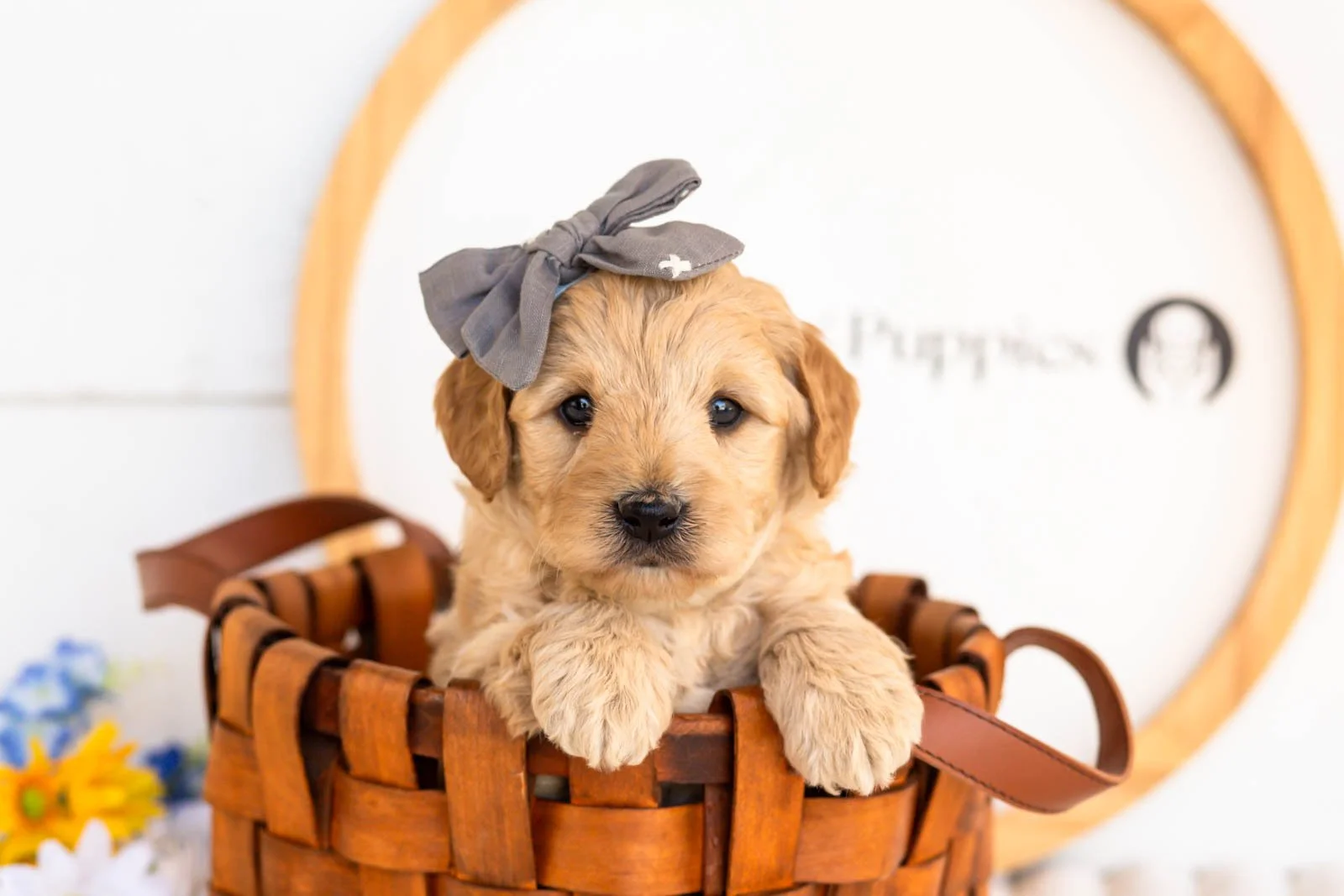 isobel goldendoodle for sale(3).jpg