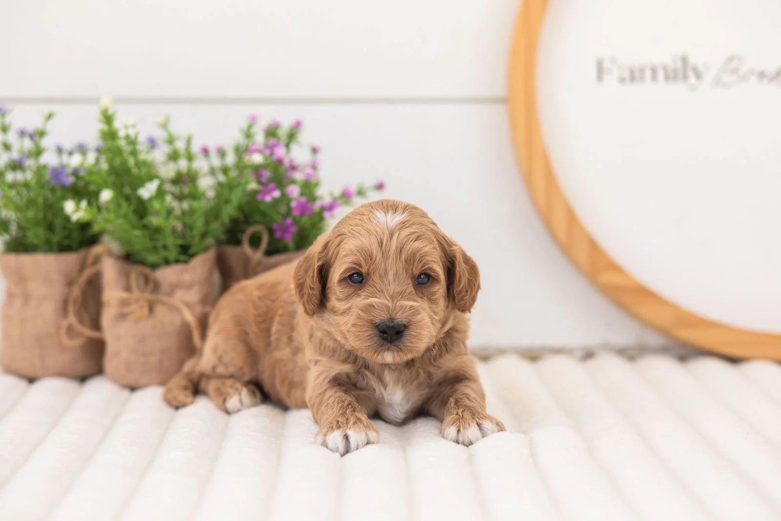 mason goldendoodle for sale.jpg