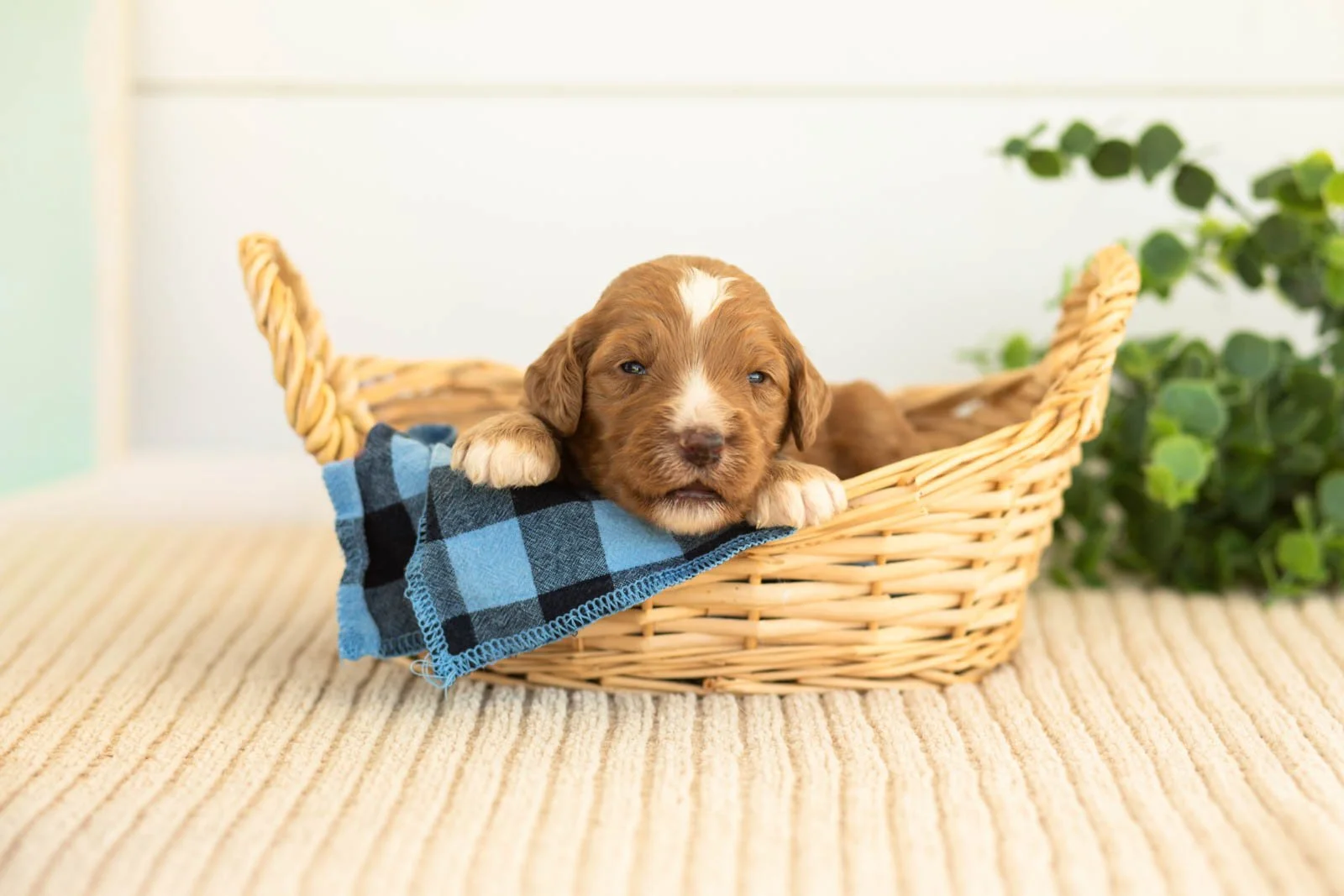 Andes goldendoodle for sale(3).jpg