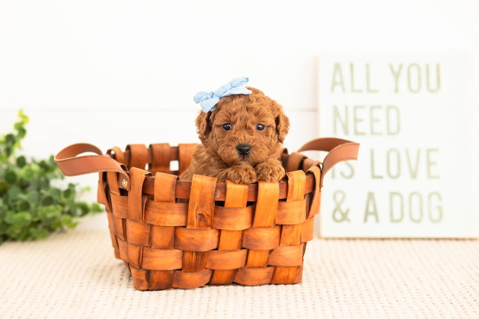 Fleece goldendoodle for sale(2).jpg