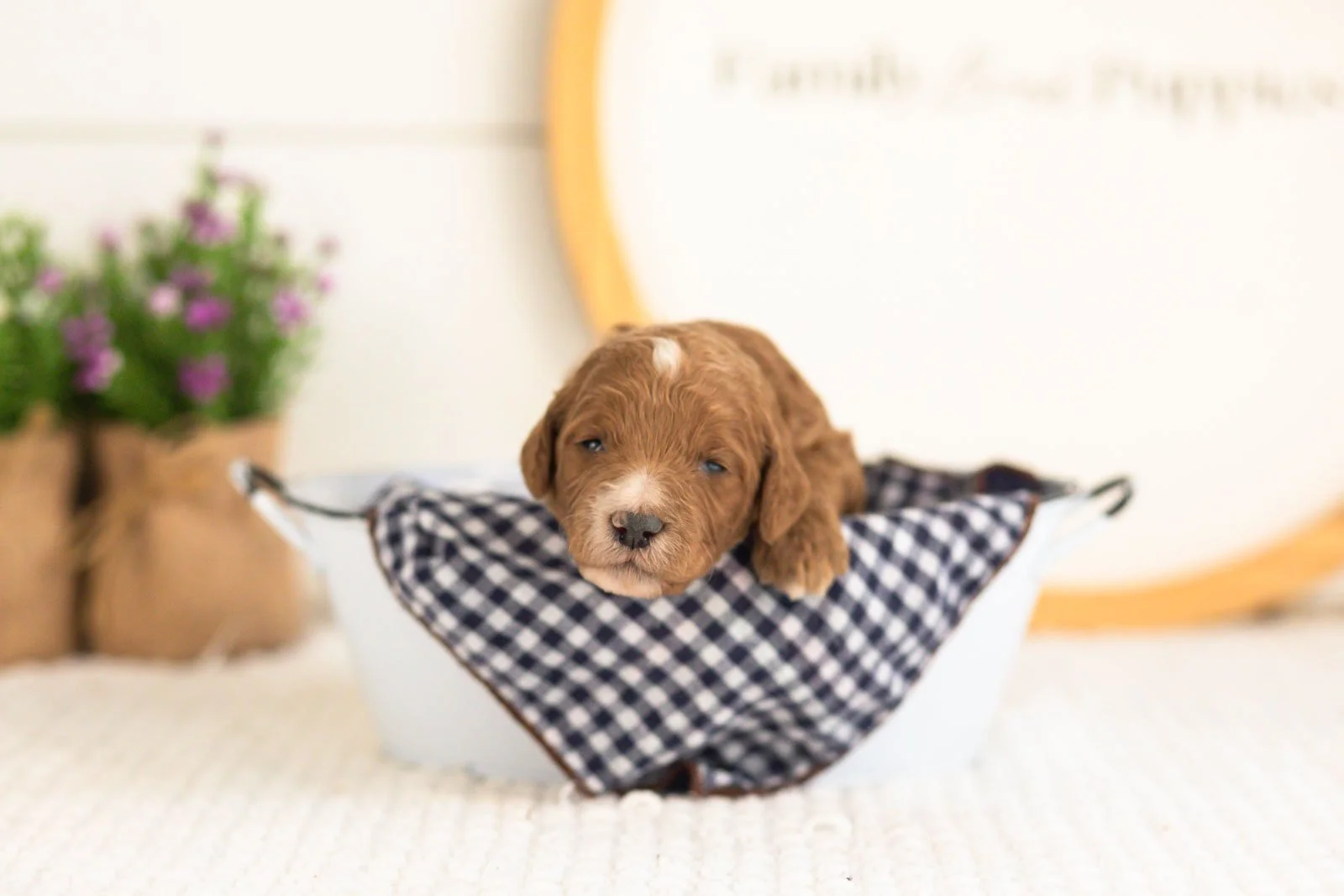 Kai goldendoodle for sale(3).jpg