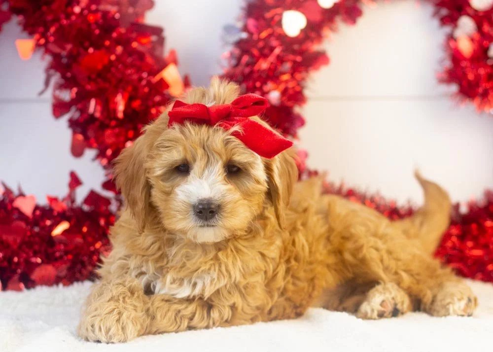 Jingle goldendoodle for sale(3).jpg