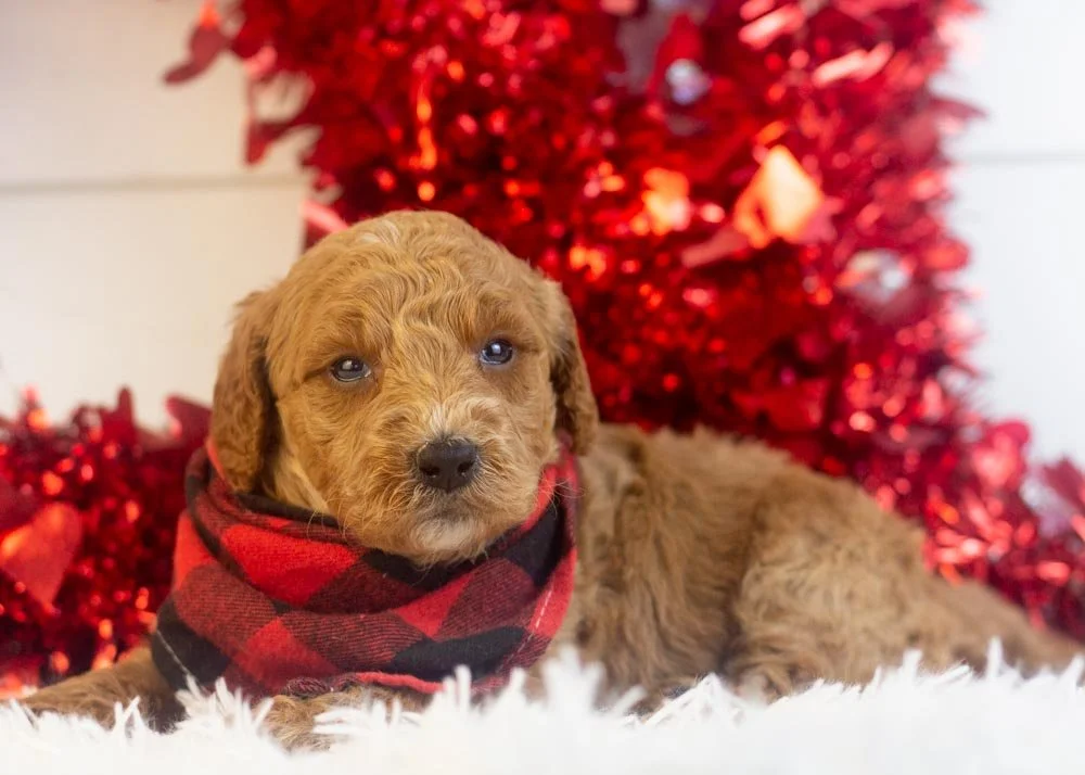 Luca goldendoodle for sale(3).jpg