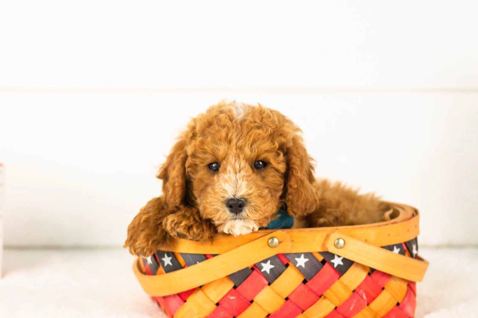 Miles goldendoodle for sale(3).jpg