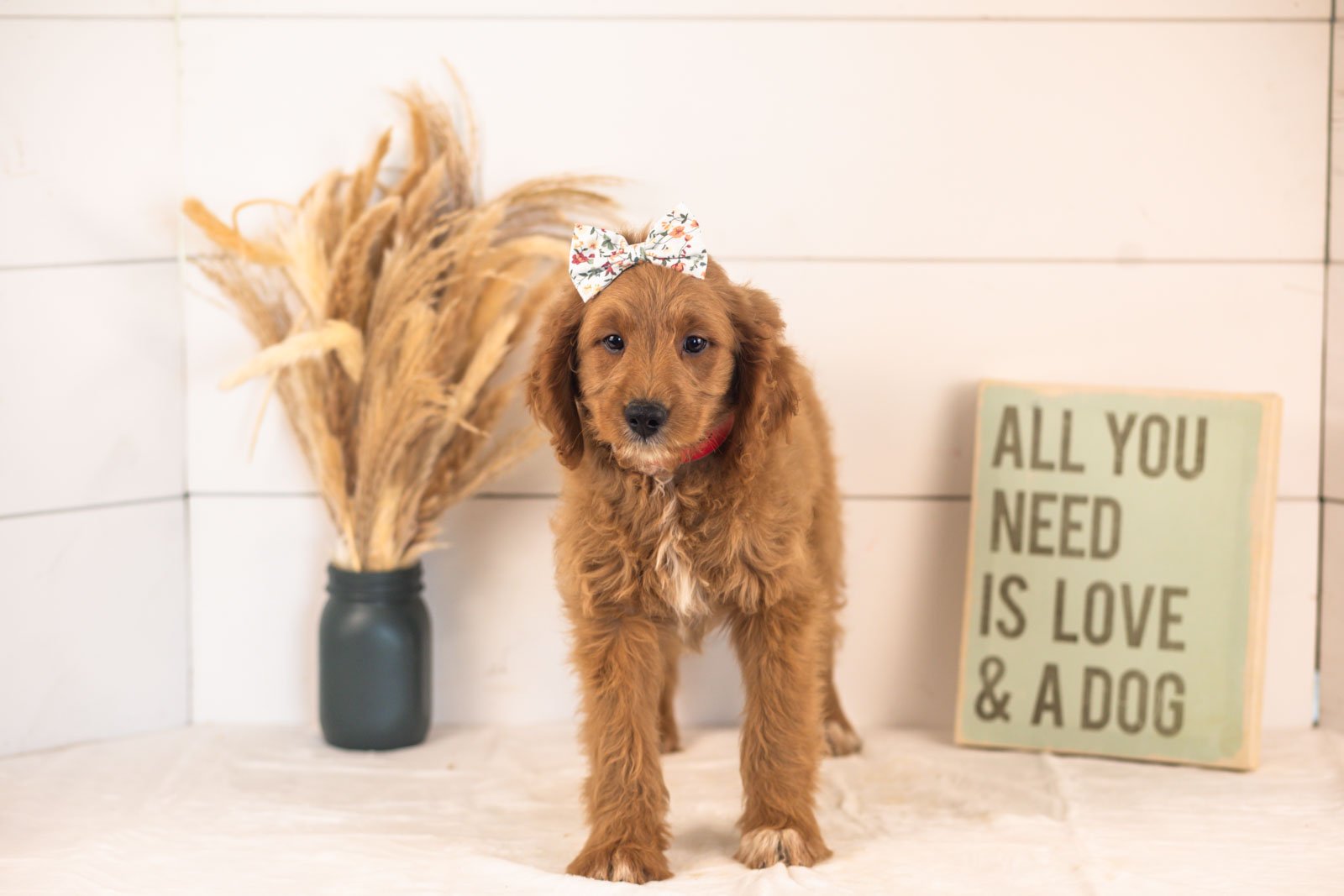 Odessa goldendoodle for sale(4).jpg