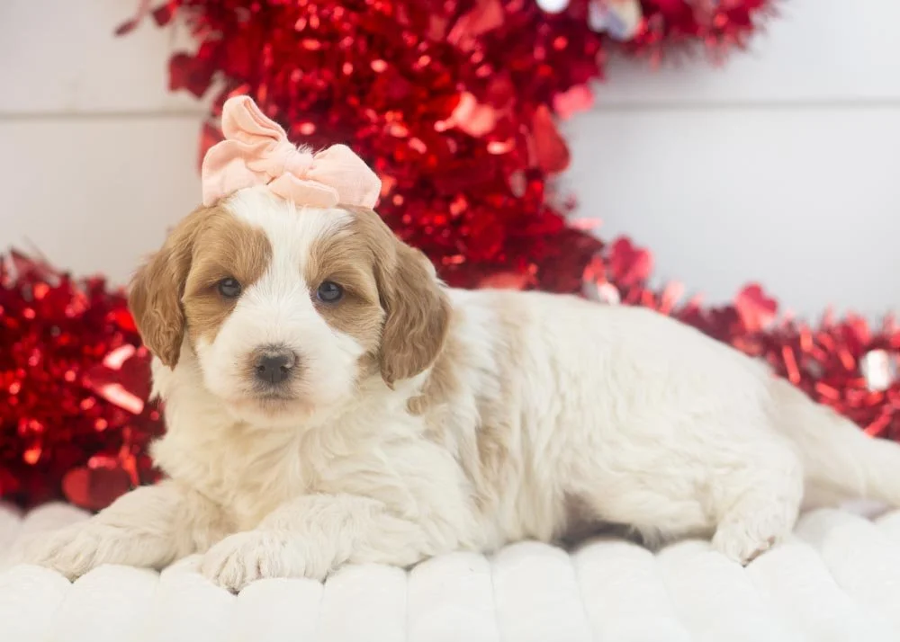 Annie goldendoodle for sale.jpg