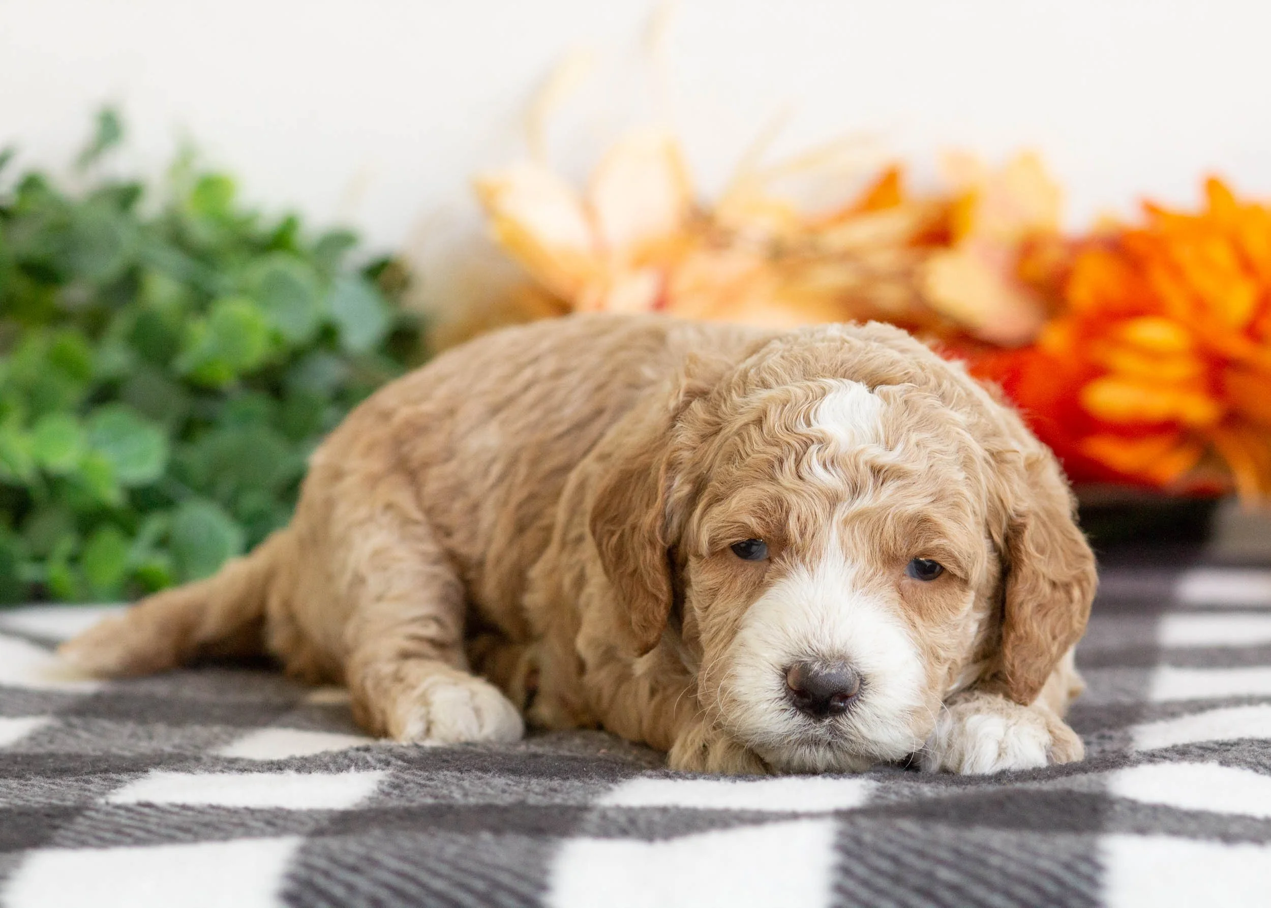 Bambi goldendoodle for sale(1).jpg