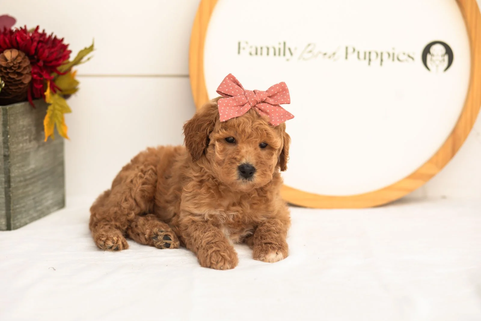 Butterfly goldendoodle for sale(1).jpg