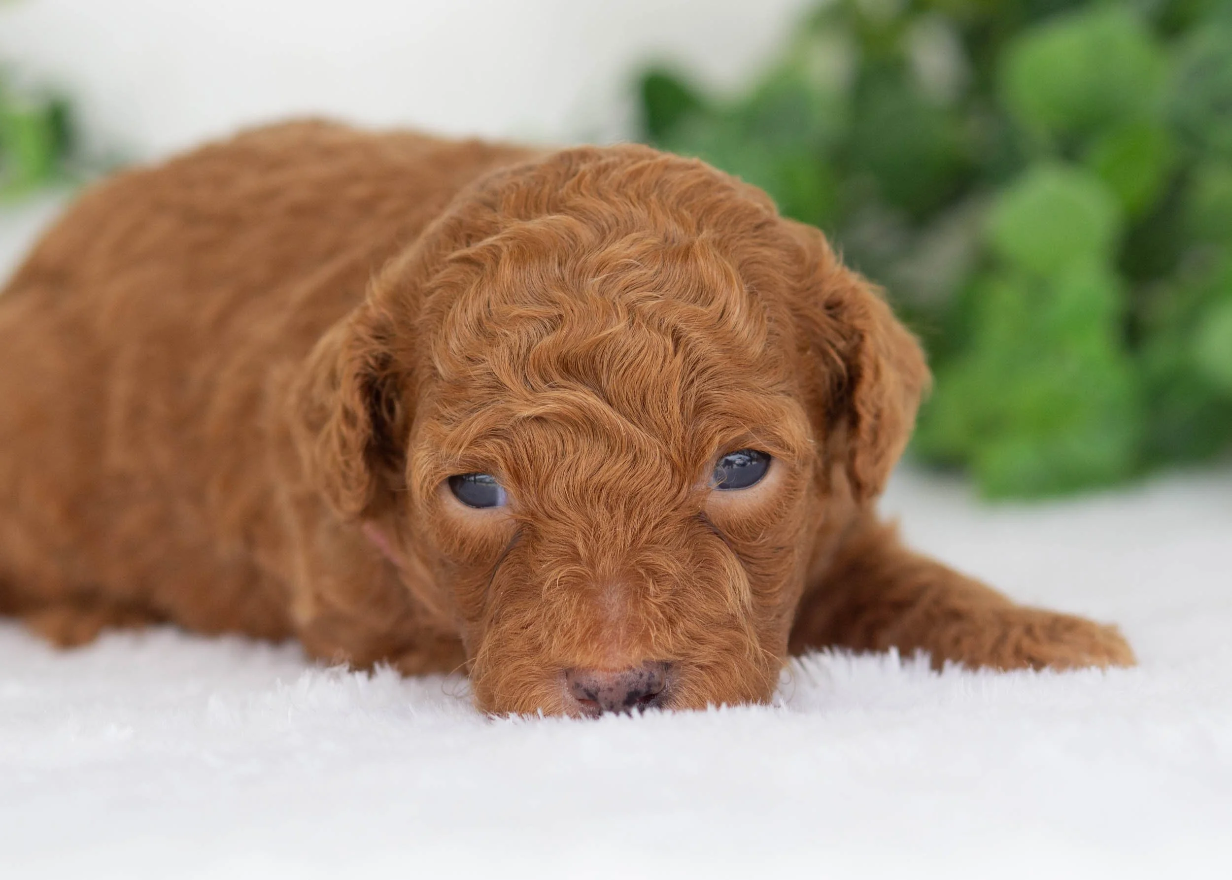 Vincent Goldendoodles for sale(1).jpg