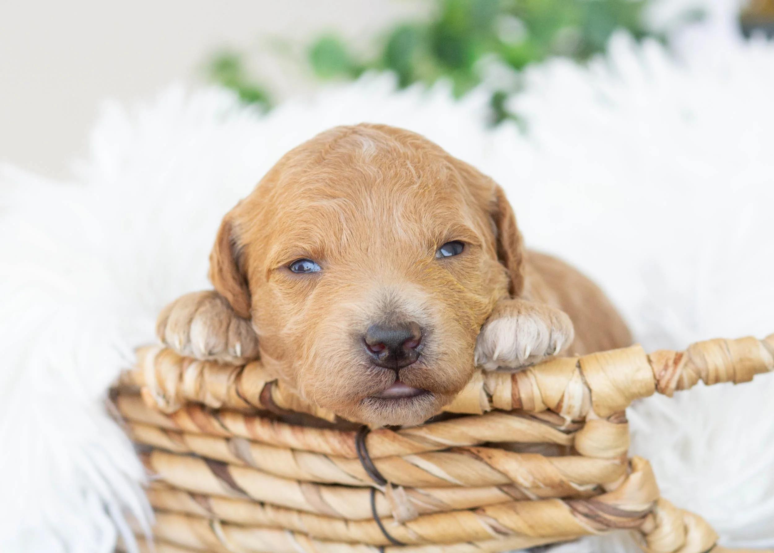 Lola goldendoodle for sale..jpg