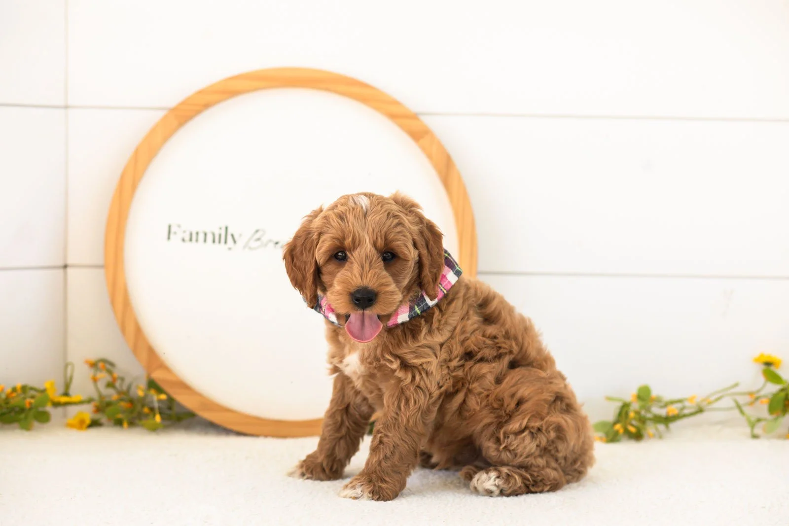 Mason goldendoodle for sale(2).jpg