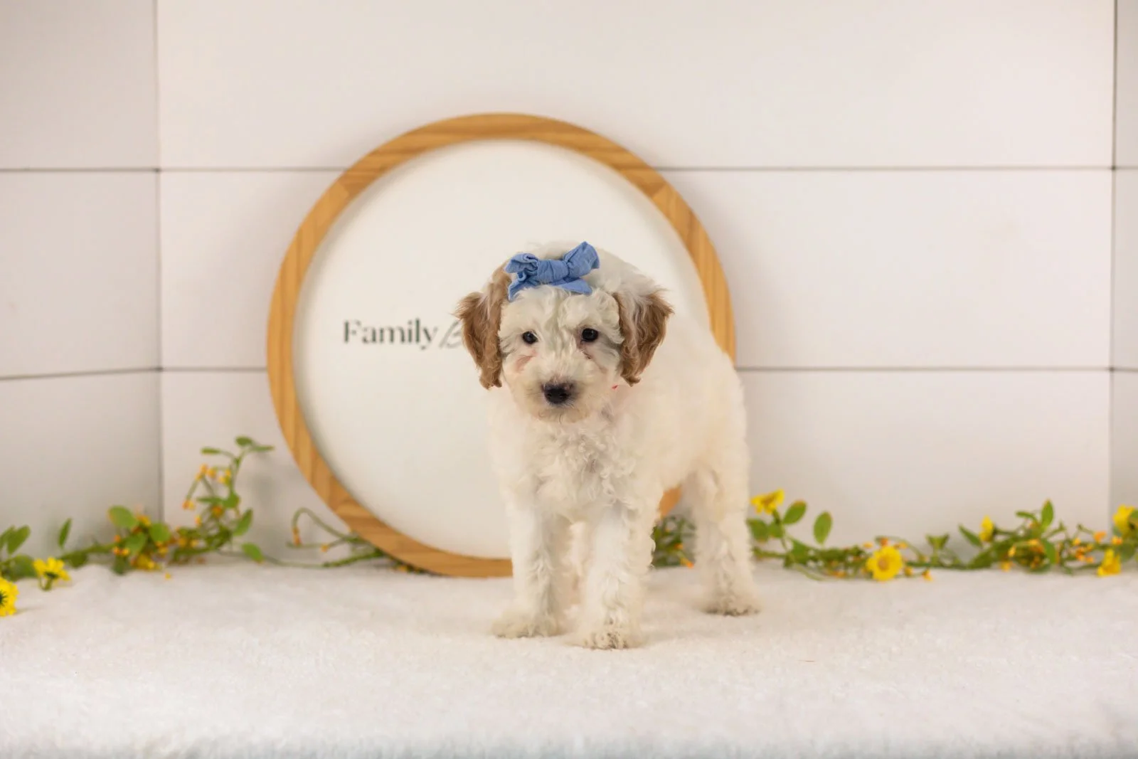 Marcia goldendoodle for sale(1).jpg