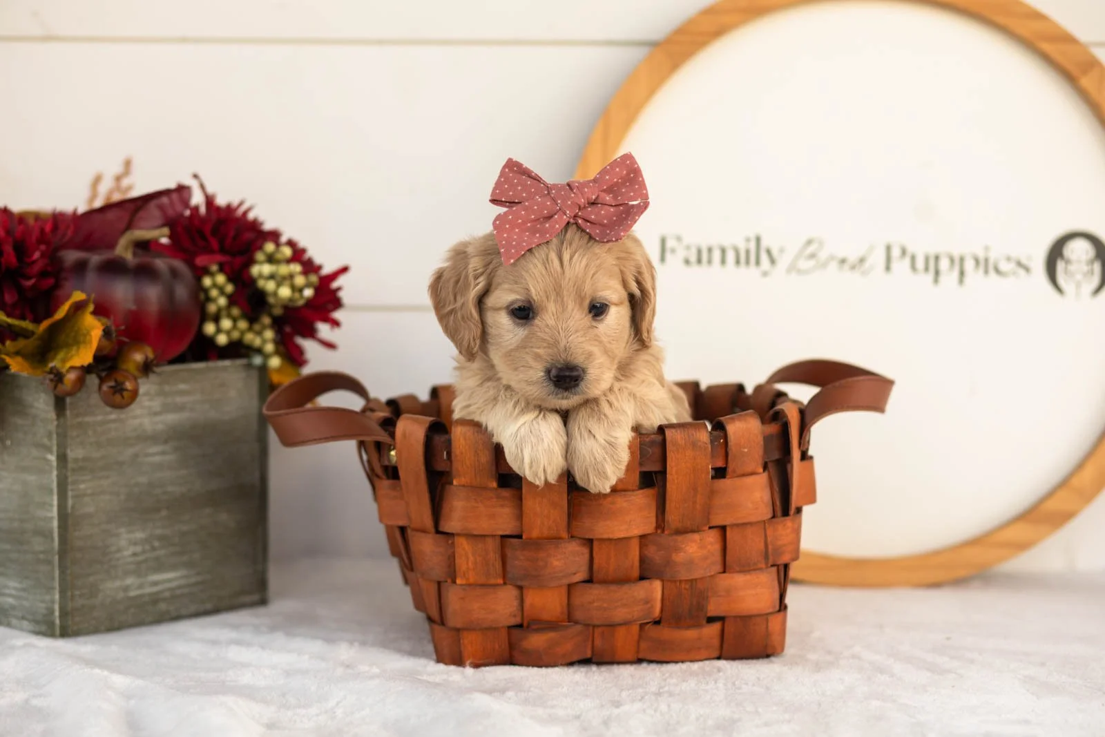 Violet goldendoodle for sale(4).jpg