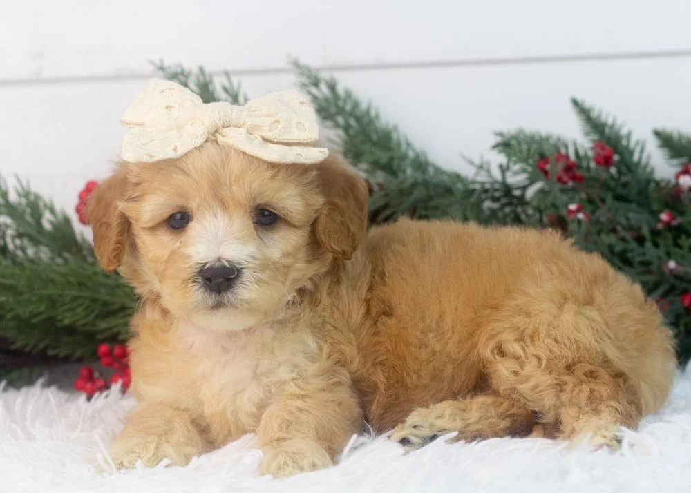 Magnolia goldendoodle for sale.jpg