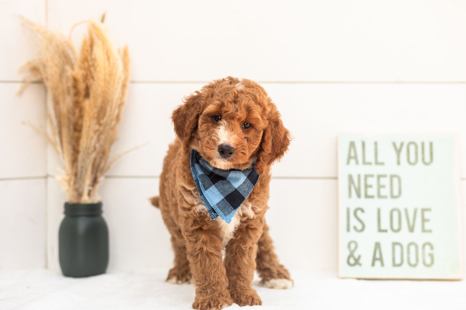 Guppy goldendoodle for sale.jpg