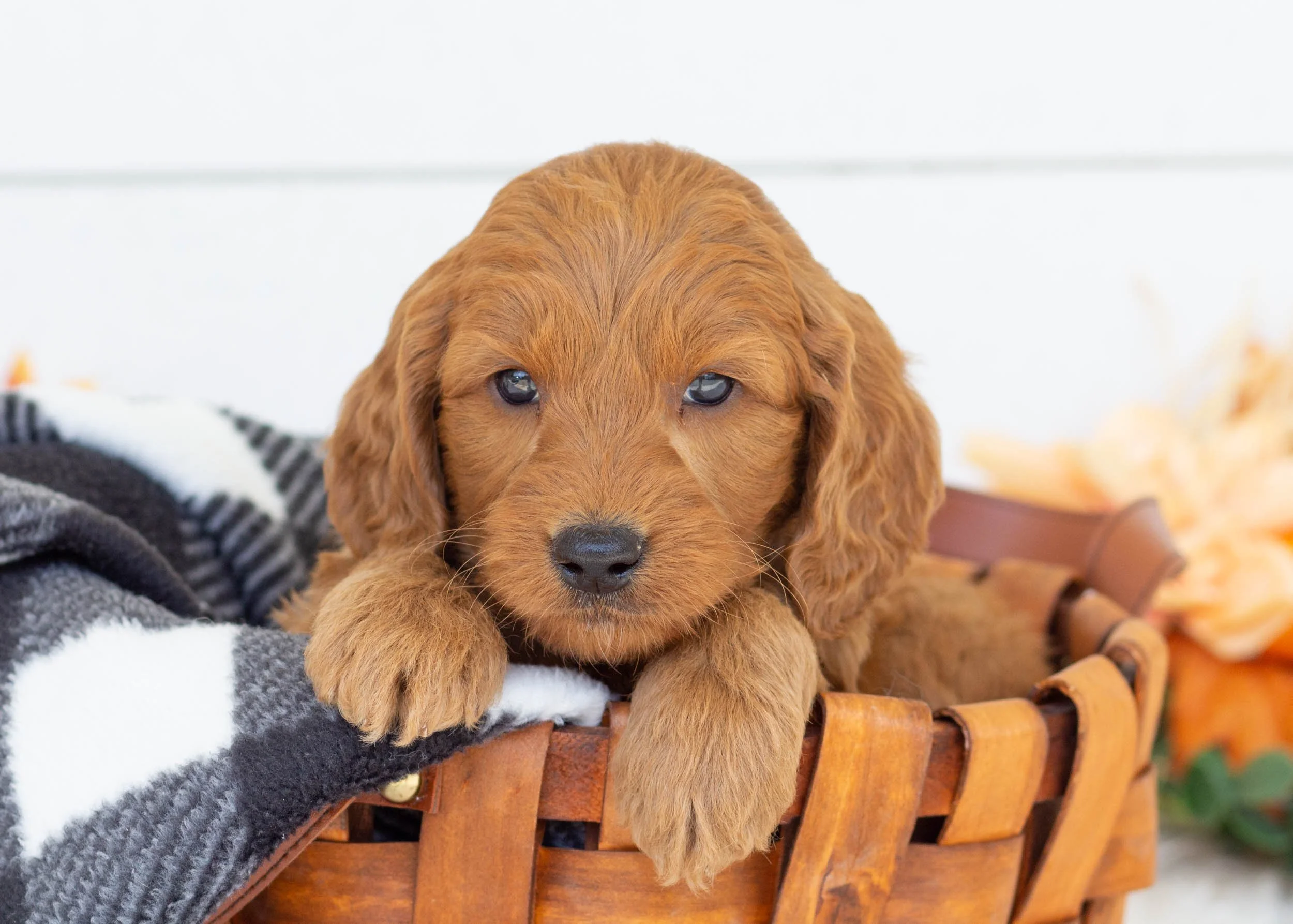 Putter goldendoodle for sale(2).jpg