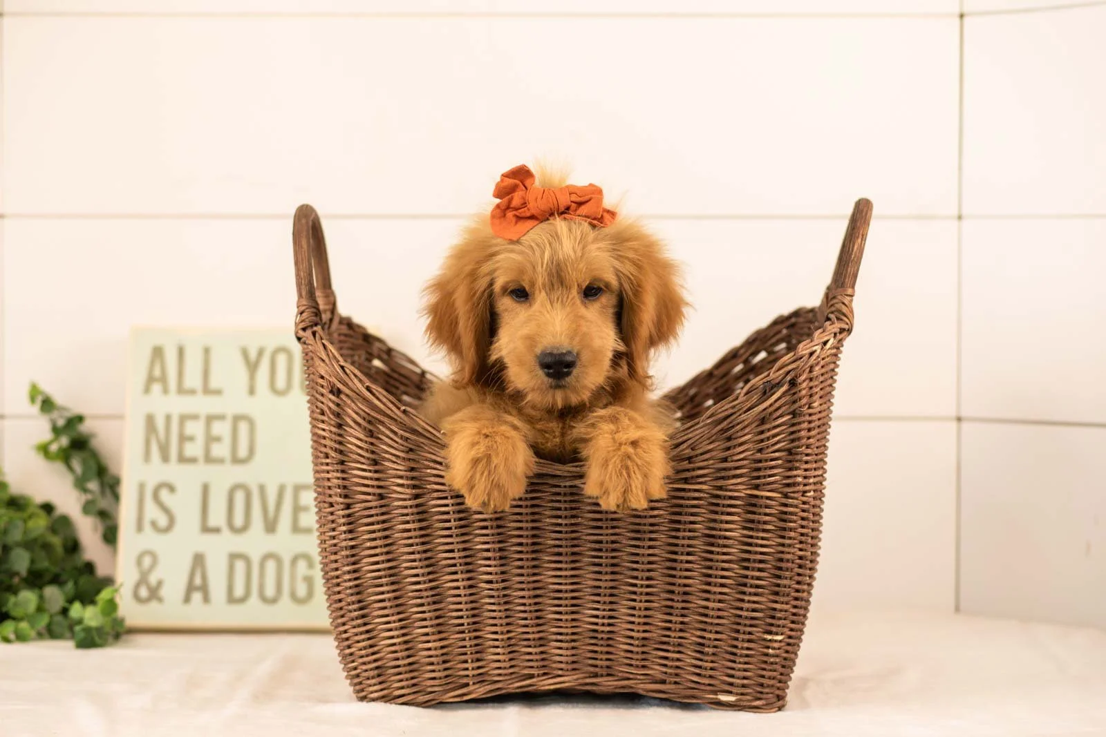 Esme goldendoodle for sale(1).jpg