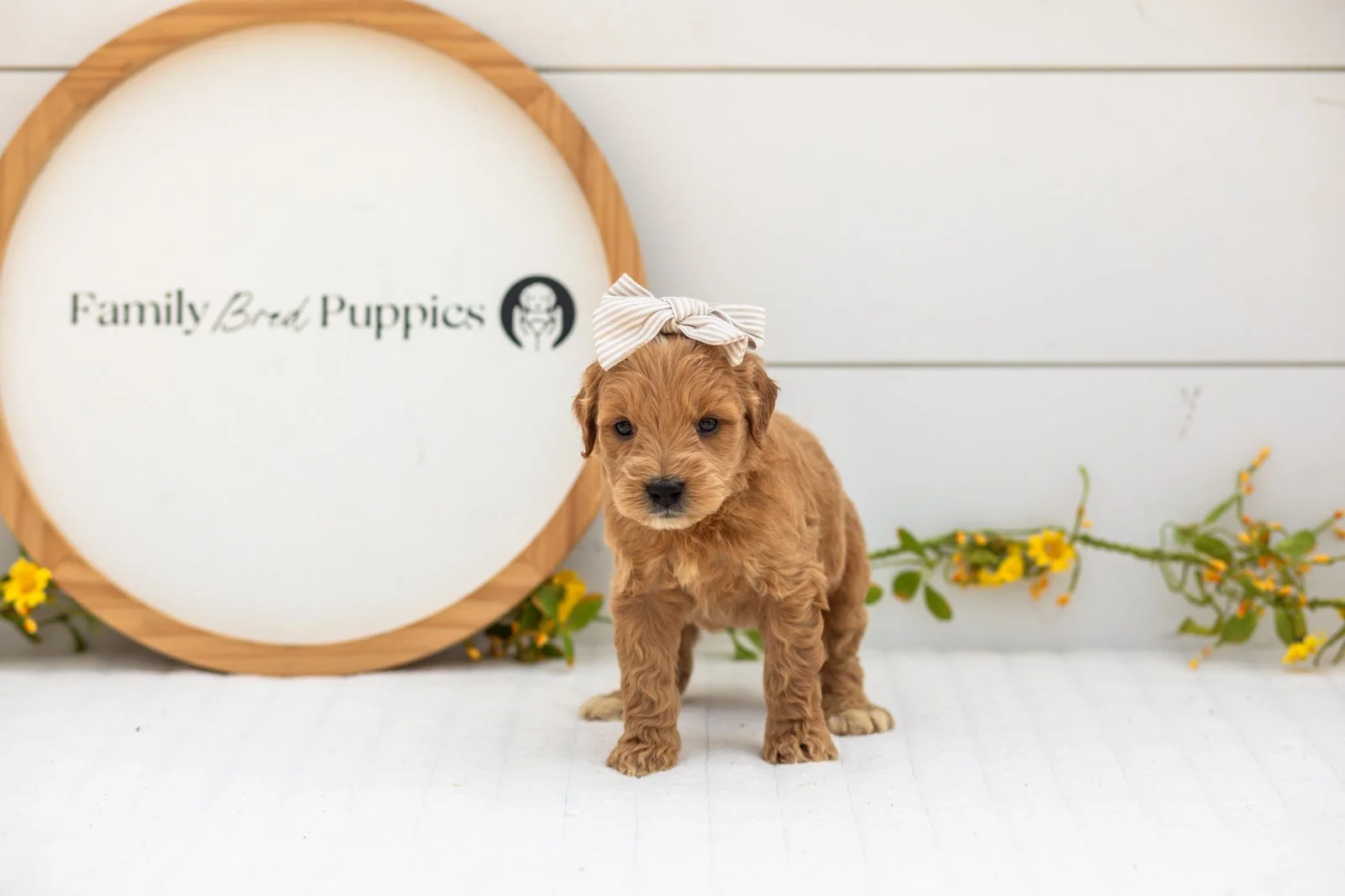 Willow goldendoodle for sale.jpg